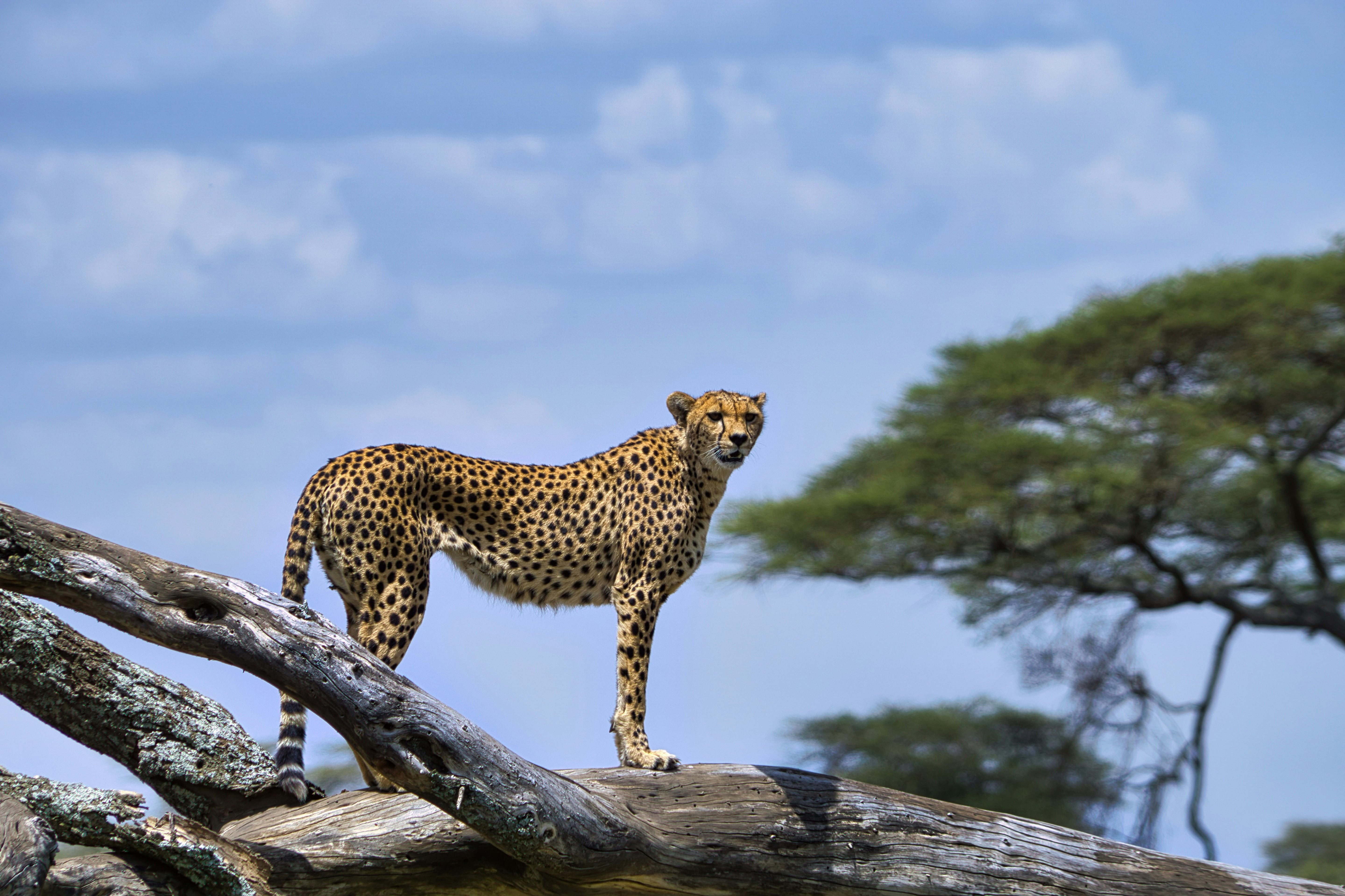 10 days Mid Range Mt. Kilimanjaro and Serengeti