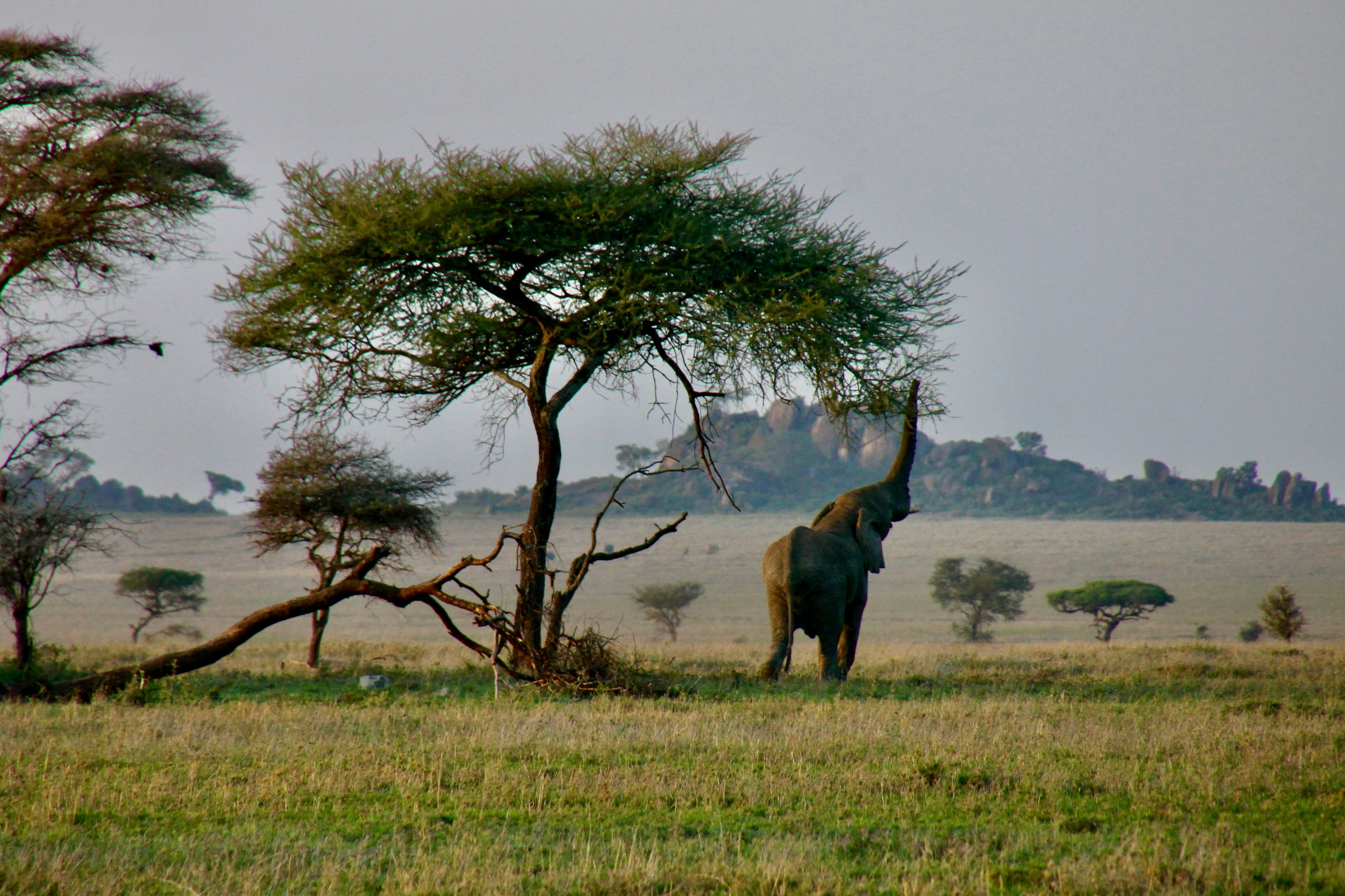 3 days luxury Family Serengeti safari