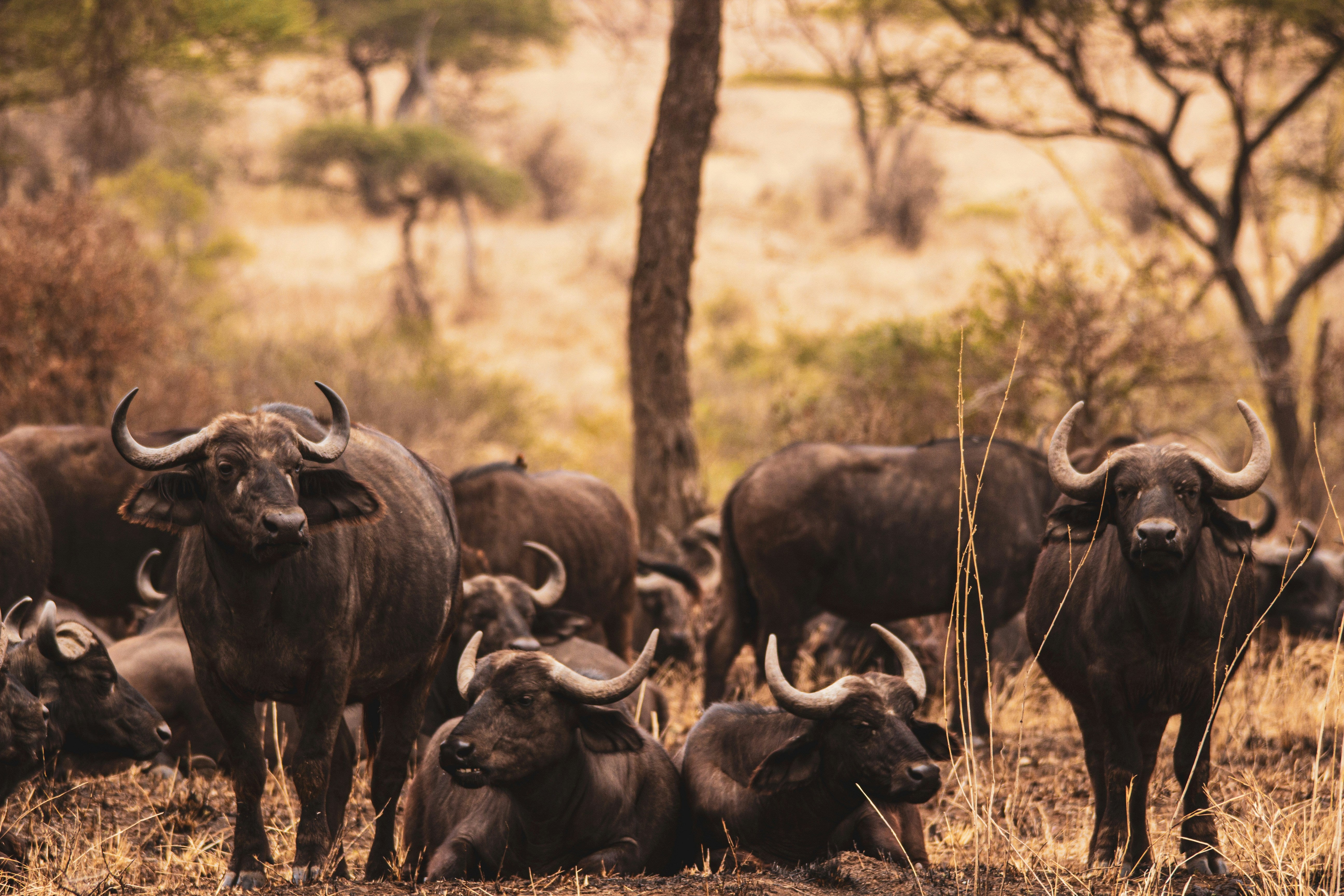 3 days luxury Family Serengeti safari