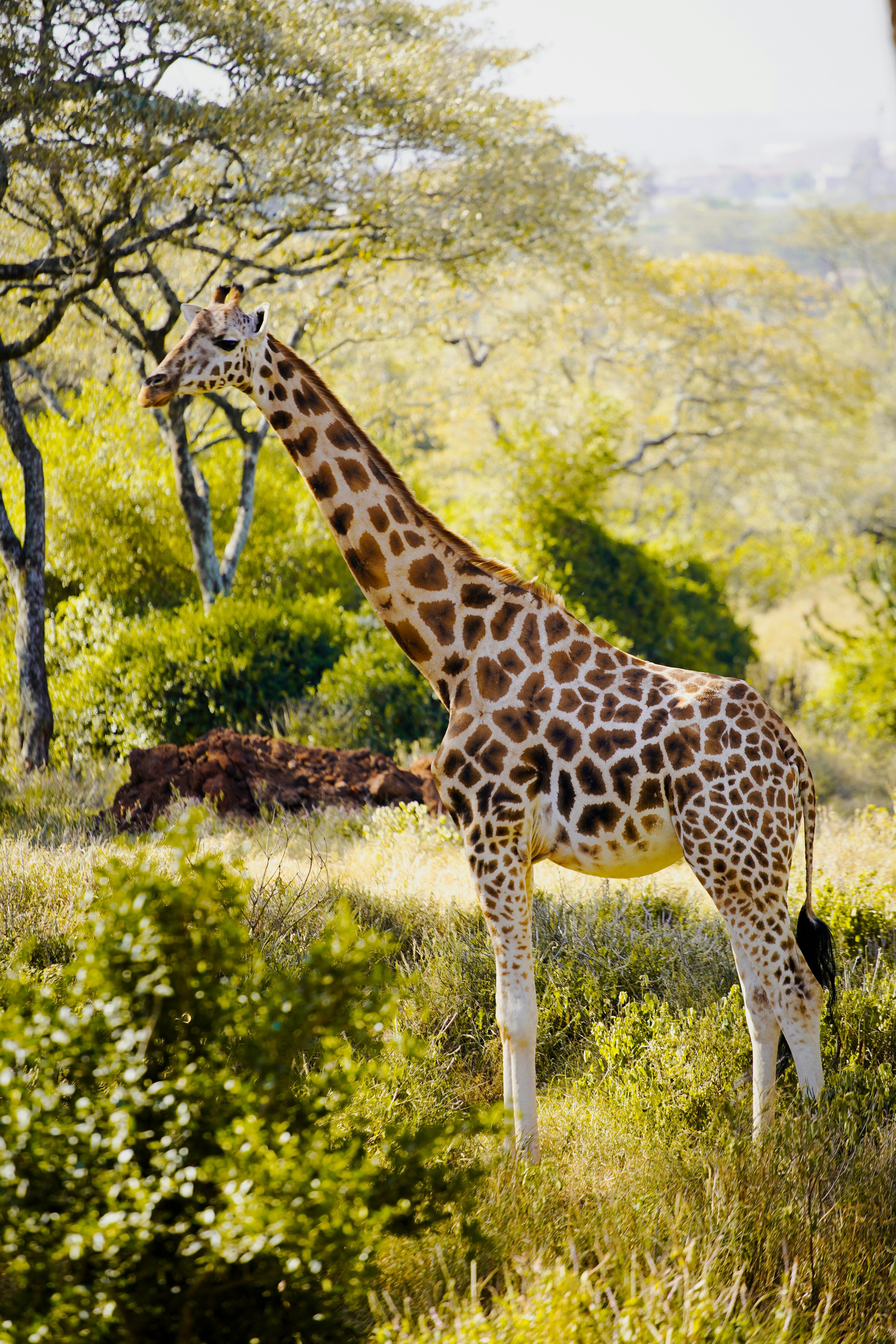 Tanzania Northern Circuit Classic - 9 Days