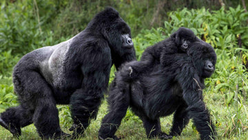 Two gorillas walking through a grassy area with greenery in the background