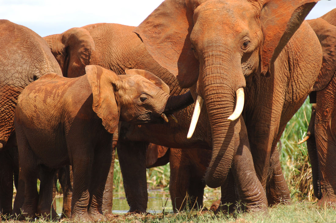 Group of elephants interacting with each other in a natural setting