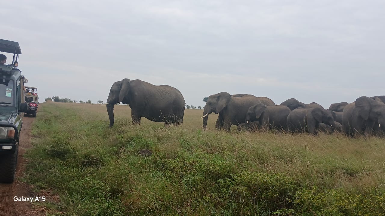 Elephants walking on a grassy plain with safari vehicles in the foreground.