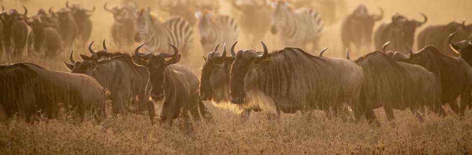The giraffe moves slowly through the acacia trees, its long neck rising above the canopy like a living tower. The late‑day light warms its patterned coat, turning the patches a deep gold. Behind it, Kilimanjaro rises in full silence, its snow‑capped summit floating above a thin veil of clouds. The contrast is striking — the tallest free‑standing mountain on Earth paired with one of the most graceful animals on the savannah.