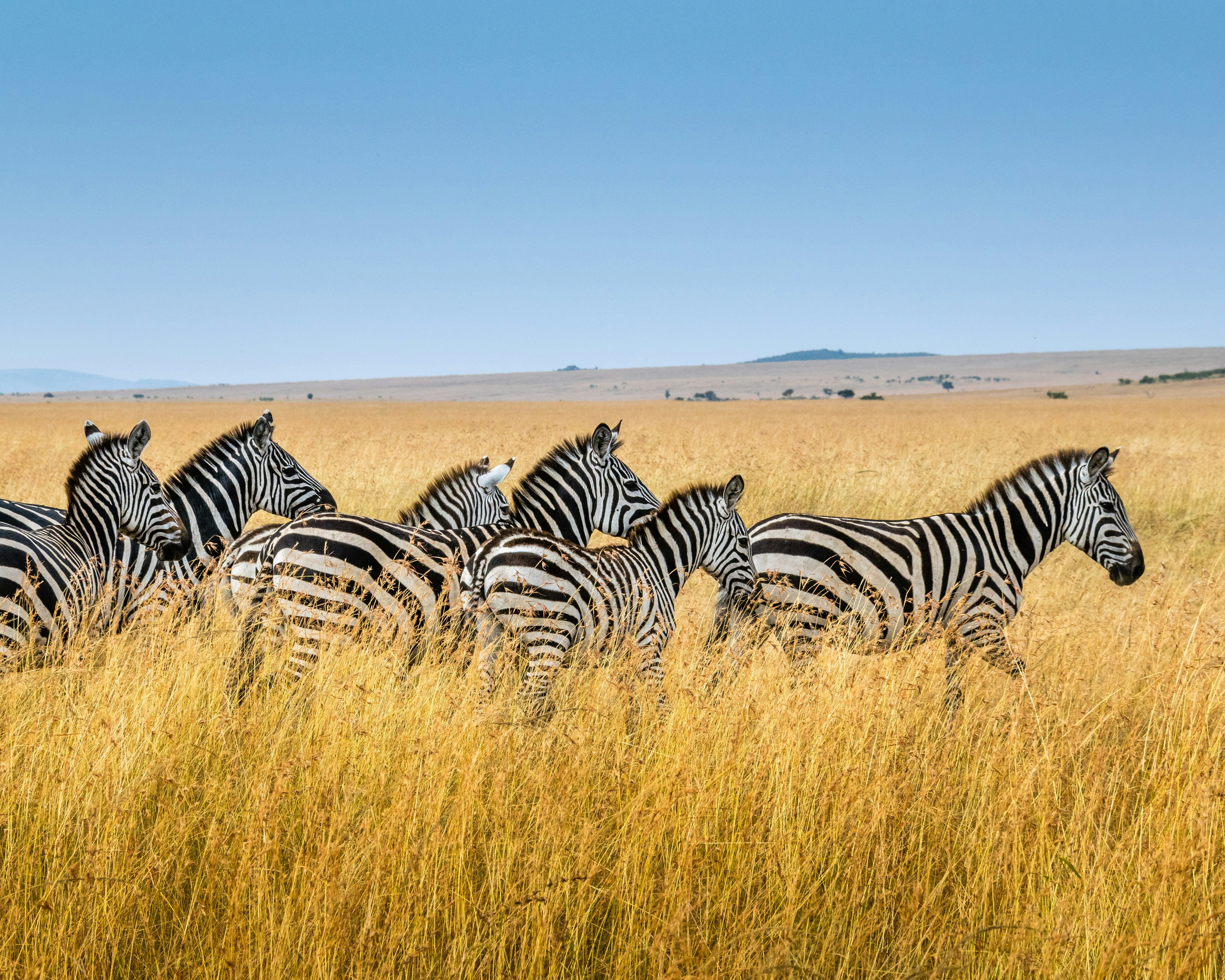 3 days Midrange Safari to Serengeti