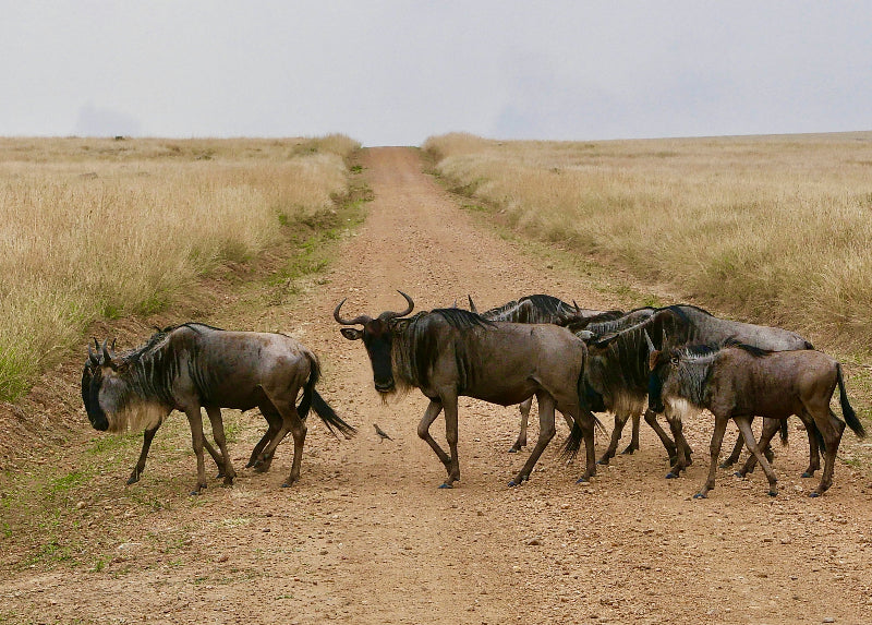 2 nights, 3 Days at the Mara Elatia Camp