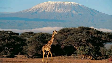 Giraffe beneath acacia trees with snow-capped Mount Kilimanjaro in the background