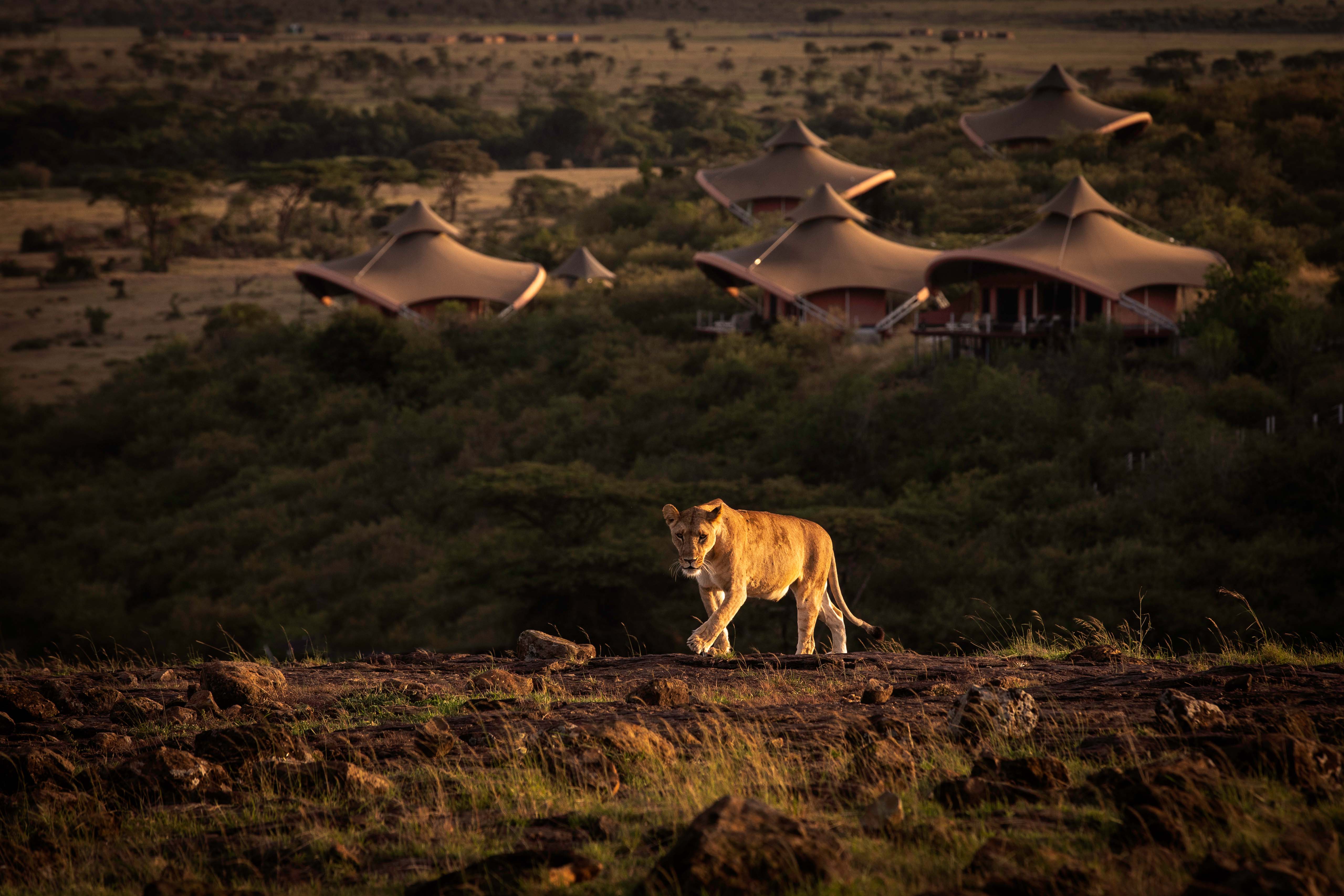 Lion walking in a grassy savannah with tents in the background