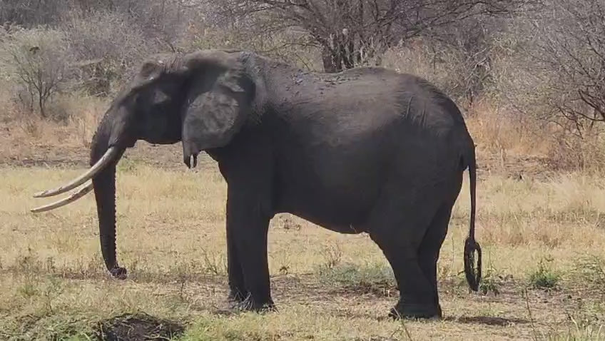 An African elephant photographed by our tour guide while on a game drive through the park.