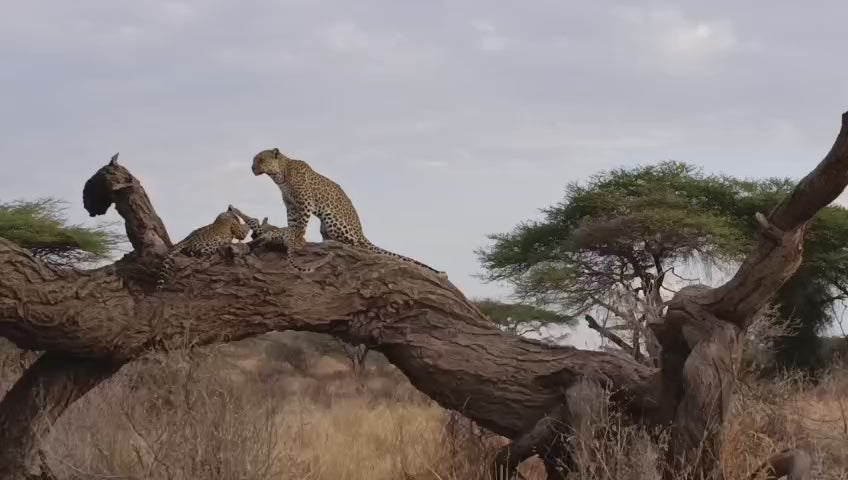 Leopard with her cubs playing.