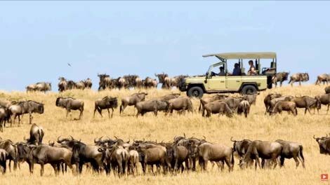 Safari game drive vehicle surrounded by wildebeest during the Great Migration in the Serengeti